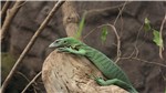 11 Gefleckter Baumwaran