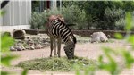 12 Zebra