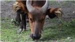 23 Banteng