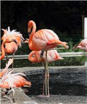 24 Roter Flamingo