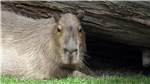 30 Wasserschwein