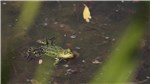 Frosch 1