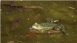 Frosch 3