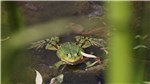 Frosch 4