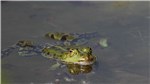 Frosch 5B