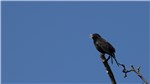 Amsel 1