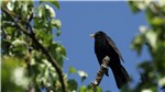 Amsel 3