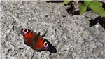 Schmetterling