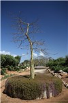 Botanicactus 6