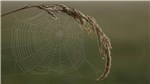 Spinnenwebe