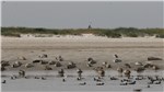 Seehundbank an der Nordsee