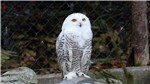 Schneeeule 1