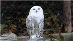 Schneeeule 2