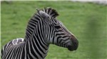 01 Zebra