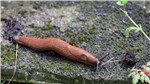 06 Schnecke