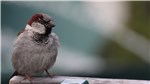 11 Spatz