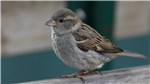 12 Spatz