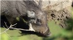 14 Warzenschwein