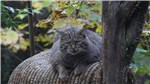 Europäische Wildkatze