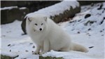 2 Eisfuchs
