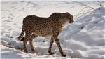 5 Gepard