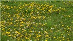 Löwenzahn und Pusteblumen 1