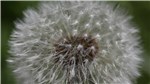 Pusteblume 1