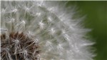 Pusteblume 2