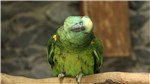 Vogelburg 2