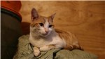 Mietzekatze 2