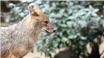Fuchs im Burgers Zoo