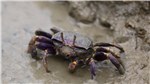 Krabbe im Burgers Zoo