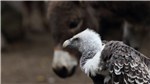 01 Geier und Esel