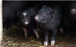 03 Schweinchen