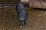 04 Schweinchen