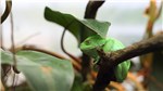 25 Neuguinea Riesenlaubfrosch